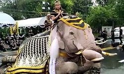 ช้างเเละควาญช้างร่วม 200 ชีวิต เเสดงความอาลัย “รัชกาลที่9″