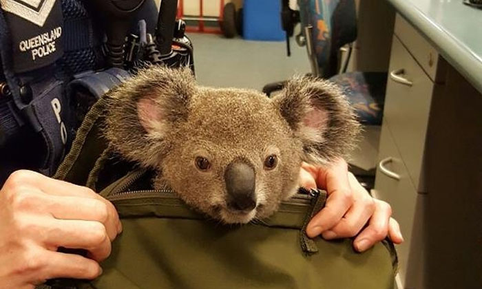 ตำรวจออสเตรเลียเจอลูกหมีโคอาล่าในกระเป๋าถือผู้หญิง