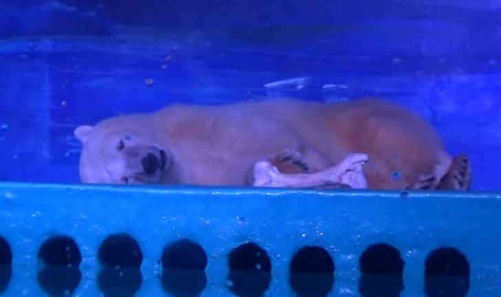 จีนยอมปล่อย "หมีขั้วโลกสุดเศร้า" หลังถูกโชว์ไว้ในห้าง