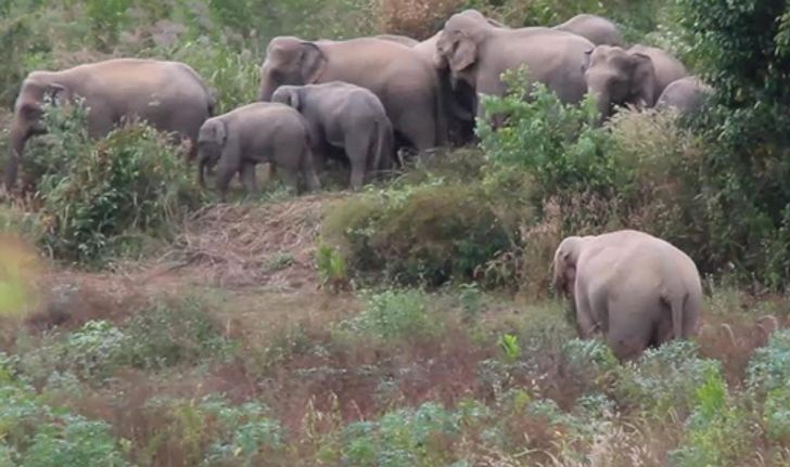 ชาวสวนยางจันทบุรีผวาโขลงช้างป่ากว่า30ตัว