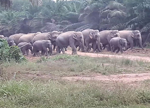 หลายหน่วยงานเสริมกำลังกันช้างป่าทำร้ายชาวจันทบุรี