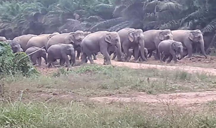 หลายหน่วยงานเสริมกำลังกันช้างป่าทำร้ายชาวจันทบุรี