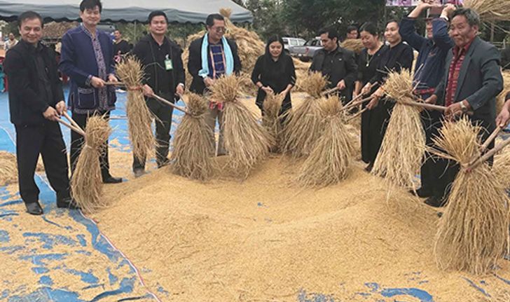 ชาวภูไทกาฬสินธุ์ลงแขกนาแปลงใหญ่-เปิดรับออเดอร์