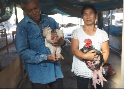 ชาวนาสุโขทัยหัวใสหันเลี้ยงไก่เท้าโตพบขายได้ราคาดี