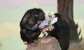 นักท่องเที่ยวถูกใจ ชิมแปนซีในสวนสัตว์เมืองจีนอ่านหนังสือ