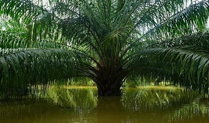 พัทลุงน้ำยังท่วม3อำเภอ - เฝ้าระวังฝนซ้ำ