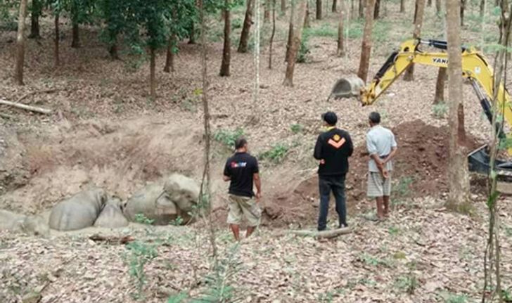 ช้างป่าจันทบุรีตื่นเสียงดังแตกโขลงพลัดตกสระน้ำ