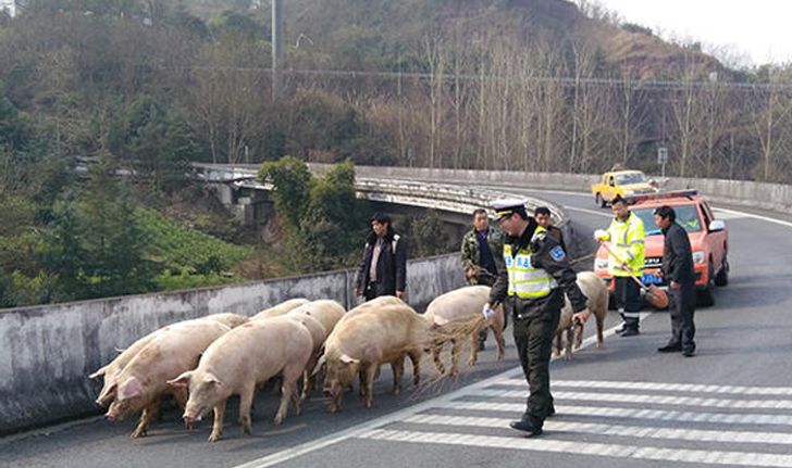 ชุลมุน! ตำรวจวิ่งต้อนหมูหนี หลังรถบรรทุกคว่ำบนทางด่วน