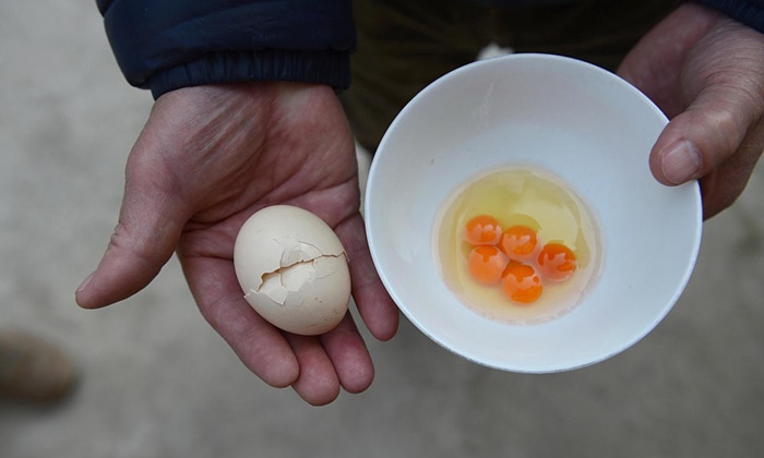 ตื่นเต้นยกครัว! แม่บ้านชาวจีนเจอไข่ประหลาด ไข่แดง 5 ใบในฟองเดียว