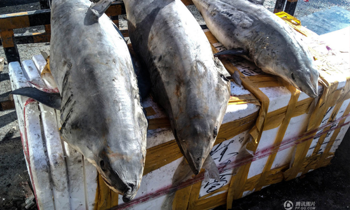 พ่อค้าปลาในจีนขายเนื้อฉลามกิโลกรัมละ 15 หยวน คนแห่ดูแต่ไม่กล้าซื้อ