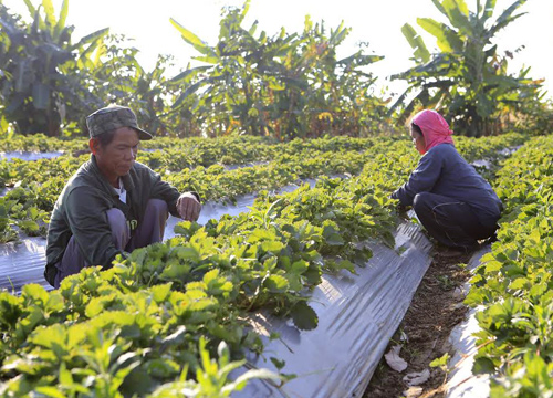 ชาวพิษณุโลกเปลี่ยนสวนยางปลูกสตรอว์เบอร์รีรายได้ดี