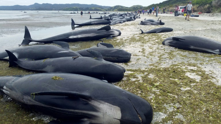 อึ้ง! วาฬเกยตื้นกว่า 400 ตัว บนชายหาดนิวซีแลนด์