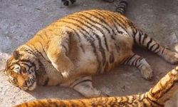 ดังทั่วโซเชียล! เสืออ้วนสวนสัตว์จีน ตัวกลมนอนกลิ้งน่าเอ็นดู