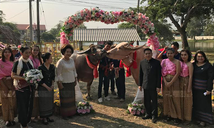 ฤกษ์ดีวาเลนไทน์  จัดพิธีสู่ขอควายสาว-วิวาห์พ่อพันธ์ควายไทยบรรยากาศชื่นมื่น