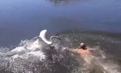 ดุเดือด! หงส์ไล่จิกชายลงว่ายน้ำในทะเลสาบที่รัสเซีย