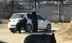 ระทึก! หมีในสวนสัตว์จีนยืนเกาะหน้าต่างรถ เด็กกลัวกดเปิดหน้าต่าง