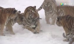 โหดเว่อร์! ฝูงเสือโคร่งไซบีเรียในสวนสัตว์จีนกระโดดตะปบโดรนร่วง