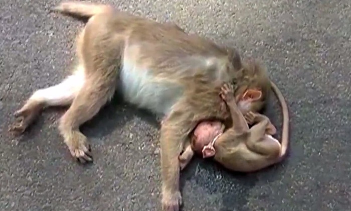ภาพน่าสะเทือนใจ ลูกลิงกอดร้องเรียกแม่ หลังถูกรถชนตาย