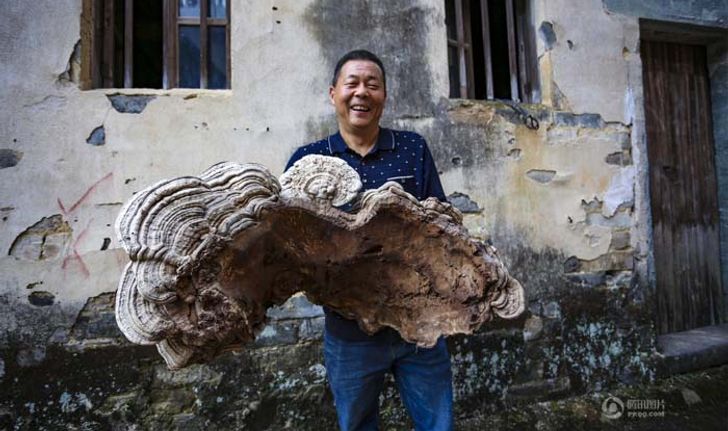 ใหญ่มาก! ชาวบ้านในจีนเจอหลินจือยักษ์ สองแขนโอบยังแทบไม่หมด