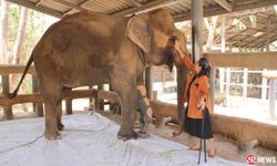 เปิดใจ “โซไรดา” ผู้ก่อตั้ง รพ.ช้าง ประกาศขอยุติทำมูลนิธิเพื่อนช้าง