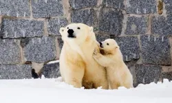 น่ารักอบอุ่น! แม่หมีขั้วโลกพาลูกหมีออกจากกรง สัมผัสหิมะครั้งแรก