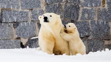 น่ารักอบอุ่น! แม่หมีขั้วโลกพาลูกหมีออกจากกรง สัมผัสหิมะครั้งแรก