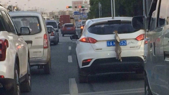 วิจารณ์สนั่น! เก๋งในจีนจับกระต่ายผูกติดท้ายรถ