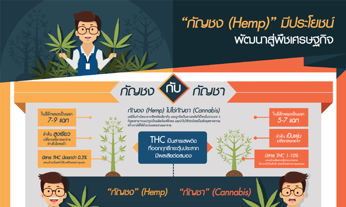 พัฒนา 'กัญชง' สู่พืชเศรษฐกิจ