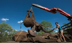 ตื่นตา! เจ้าหน้าที่ใช้เครนยกช้าง ขนย้ายกลับเขตอนุรักษ์ในแอฟริกาใต้