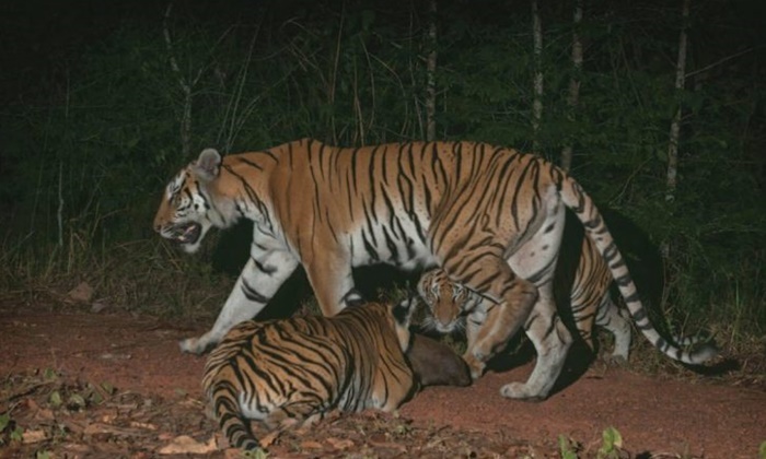 พบ “เสือโคร่ง” ในป่ามรดกโลก “ดงพญาเย็น-เขาใหญ่” รอบ 15 ปี