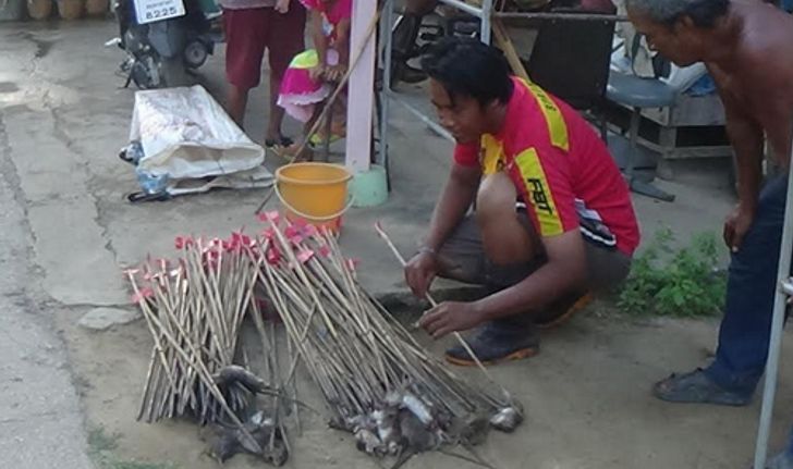 ชาวอ่างทองจับหนูนาขายสร้างรายได้งาม