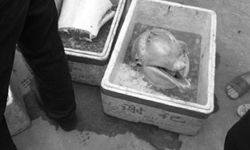 สลด! พบโลมาขาวจีนหายากถูกฆ่าชำแหละบนถนนในจีน