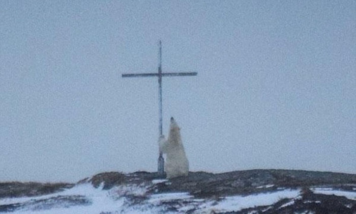 ช่างภาพชาวแคนาดาเผยภาพหมีขั้วโลกนั่งเกาะไม้กางเขน คล้ายอธิษฐาน