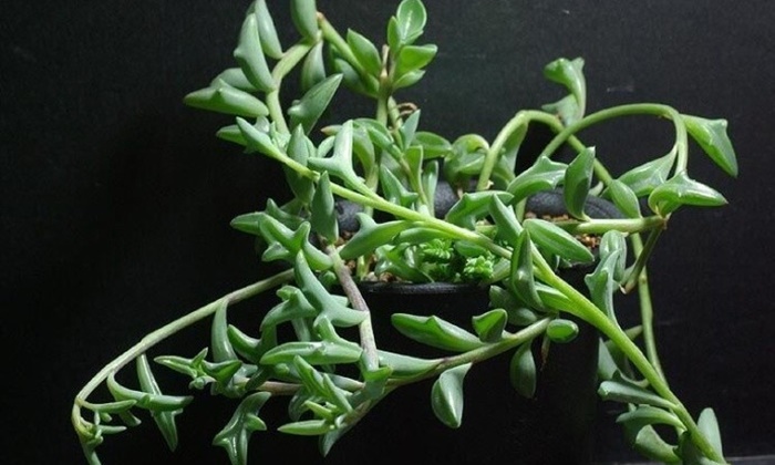 “Senecio peregrinus” พันธุ์ไม้น่ารักสุดฮิตที่ญี่ปุ่น ใบเหมือนโลมา
