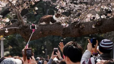 คึกคัก! คนแห่ถ่ายรูปเจ้าแมวเคลิ้มหลับบนต้นซากุระดอกบานสะพรั่งที่ญี่ปุ่น