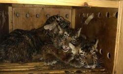 อึ้ง! พบลูกเสือสภาพย่ำแย่ในกล่องไม้ลึกลับตกค้างที่สนามบินเบรุตนาน 7 วัน