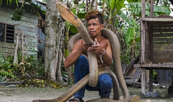 ชายอินโดฯ จับงูจงอางขนาดใหญ่มาเลี้ยง หลังเลื้อยเข้าจู่โจมคนในหมู่บ้าน