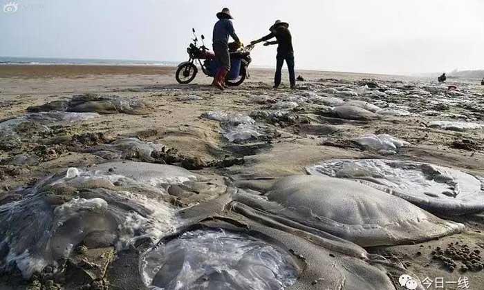 อื้อ! กองทัพแมงกะพรุนเกยตื้นตายที่หาดกว่างตง ชาวบ้านแห่เก็บไปกิน