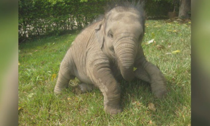 สุดเศร้า “พลายดานเต้” ช้างตัวเล็กที่สุดในโลก ล้มตายฉับพลัน