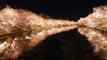 สวยจับตา! ชมดอกซากุระบานช่วงกลางคืนที่ปราสาทฮิโรซากิ