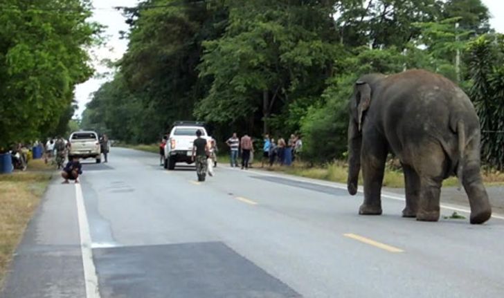 ช้างป่าพลายสีดอแก้วบุกบ้านชาวจันทบุรีเสียหาย