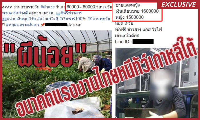 แกะรอย “ผีน้อย” คนไทยหนีทัวร์เข้าขุดทองในเกาหลีใต้