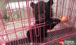 ช่วยด้วย! หมีดำน้อยในจีนหลงทาง ขอความช่วยเหลือที่สถานีตำรวจ