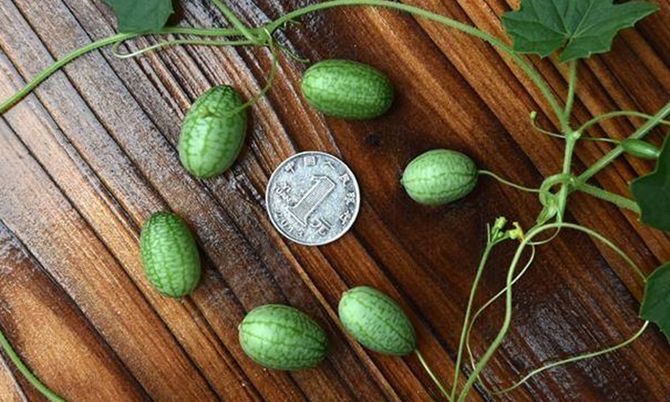 เล็กมาก! แตงโมจิ๋วที่จีน กินทีเดียวทั้งลูกทั้งเปลือก