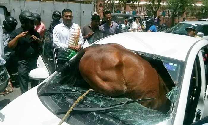 ภาพช็อก! ม้าอินเดียคลั่งอากาศร้อน วิ่งชนเก๋งทะลุกระจก