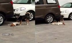 สะเทือนใจ! น้องหมาพยายามลาก-ปลุกเพื่อนหลังถูกรถชนตาย