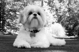 ตะลุยข่าว-ซูเปอร์ด็อก...ช่วยเจ้านายรอดข่มขืน