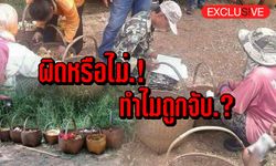 ผิดหรือไม่! ทำไมถูกจับ? แค่เก็บเห็ดในอุทยานแห่งชาติ