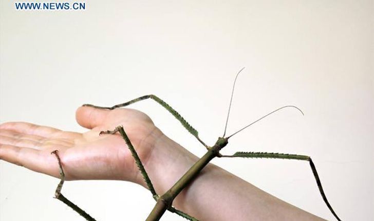 สำเร็จ! จีนเพาะเลี้ยง “แมลงตัวใหญ่สุดในโลก”