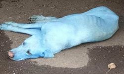 อินเดียตะลึง! พบหมาสีฟ้า หลังลงว่ายน้ำในแม่น้ำปนเปื้อนมลพิษ